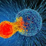 110580947_f0192831-cancer_cell_and_t_cell_illustration-spl.jpg