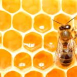 honey-bee.jpg
