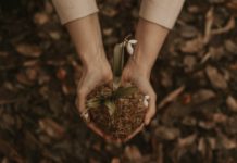 Strong Reasons To Grow Seed Indoors white petaled flowers