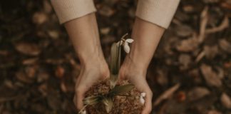 Strong Reasons To Grow Seed Indoors white petaled flowers