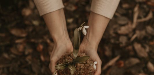 Strong Reasons To Grow Seed Indoors white petaled flowers