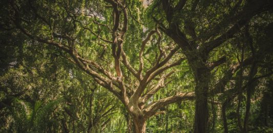Things You Need To Survive In Woods green leafed tree