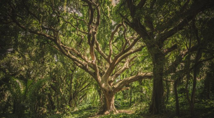 Things You Need To Survive In Woods green leafed tree