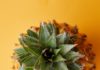 A Comprehensive Guide to Healthy Eating for Beginners exotic fresh pineapple with green leaves
