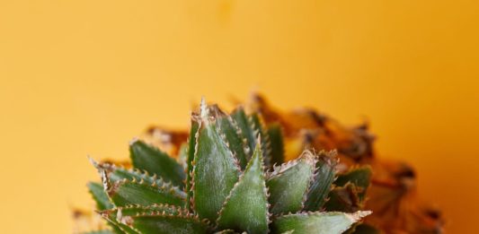 A Comprehensive Guide to Healthy Eating for Beginners exotic fresh pineapple with green leaves