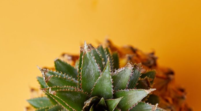A Comprehensive Guide to Healthy Eating for Beginners exotic fresh pineapple with green leaves