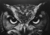 The Owl: A Timeless Symbol of Wisdom Across Mythologies