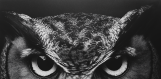 The Owl: A Timeless Symbol of Wisdom Across Mythologies