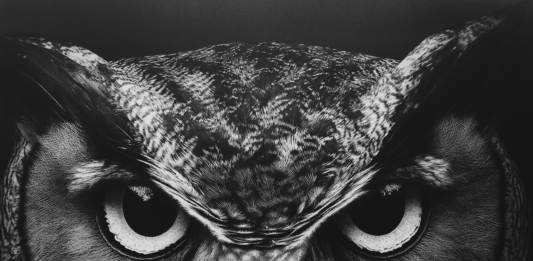 The Owl: A Timeless Symbol of Wisdom Across Mythologies