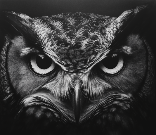 The Owl: A Timeless Symbol of Wisdom Across Mythologies