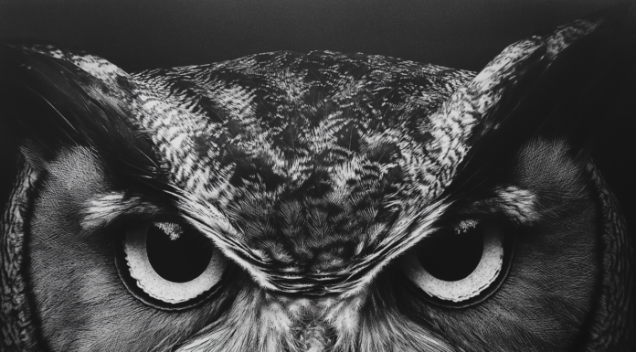 The Owl: A Timeless Symbol of Wisdom Across Mythologies