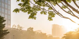 The Rise of Mindful Movement: Tai Chi, Qigong & Slow Fitness